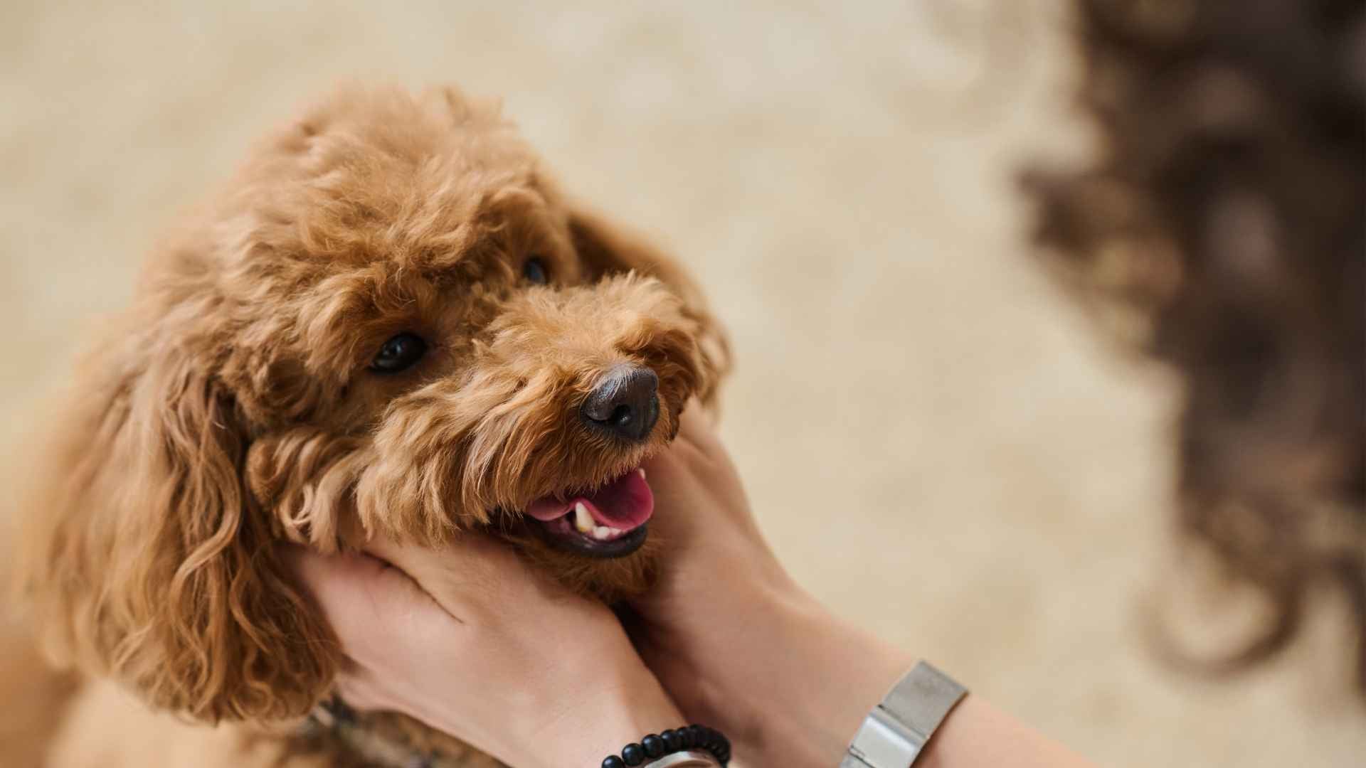 De que color ven los perros